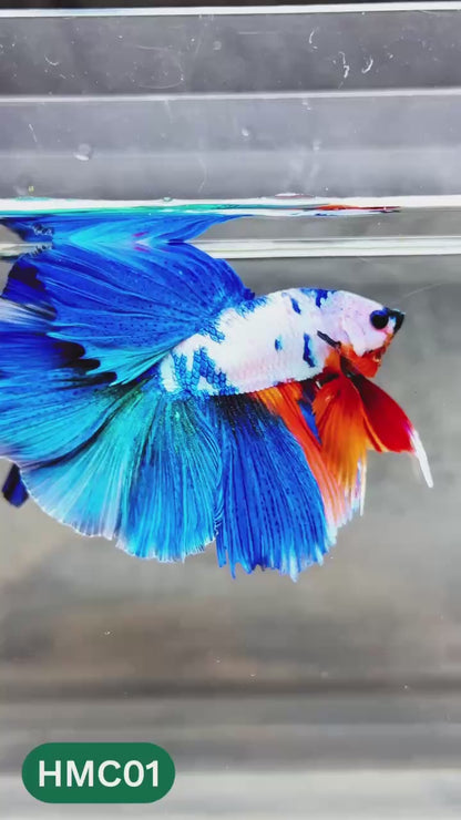 Multicolor Halfmoon Male Betta Fish | High Grade | Order Directly From Farm |  You Pick Fish |