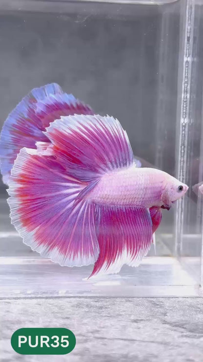 Purple Halfmoon Male Betta Fish | You Pick Fish | Order Directly From Farm