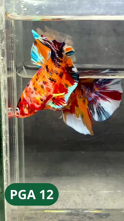 King Giant Plakat Male Betta Fish | You Pick Fish | High Grade