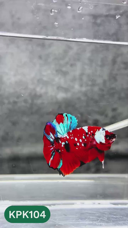 Multicolor Yellow Base Plakat Male Betta Fish | Order Directly From Farm |  You Pick Fish