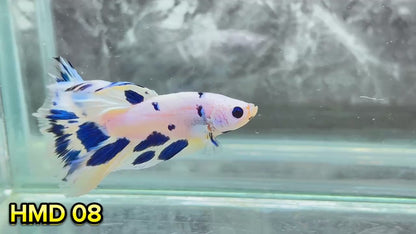 Blue Marble Dot Halfmoon Male Betta Fish | Order Directly From Farm | You Pick Fish