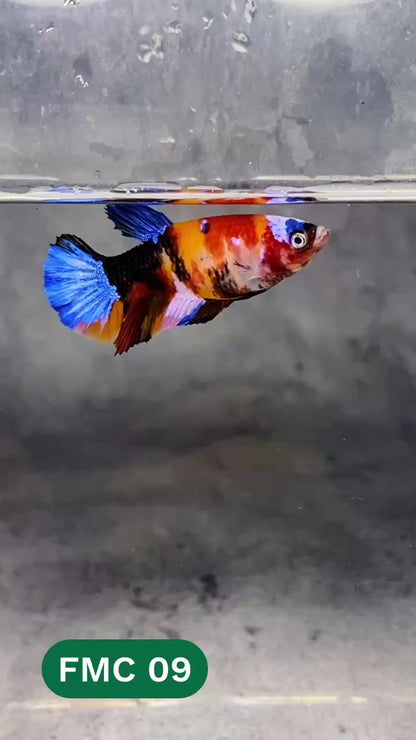 Multicolor Female Betta Fish | You Pick Fish | High Grade