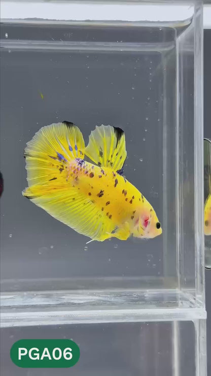 King Giant Plakat Male Betta Fish | You Pick Fish | High Grade