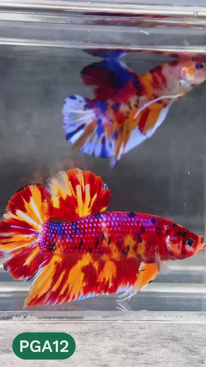 King Giant Plakat Male Betta Fish | You Pick Fish | High Grade