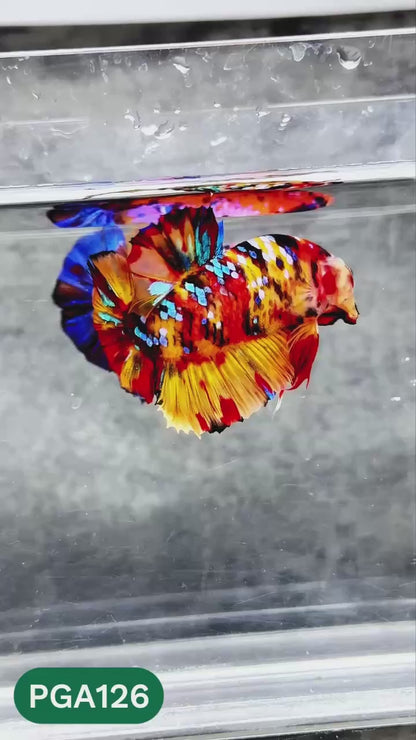 King Giant Plakat Male Betta Fish | You Pick Fish | High Grade