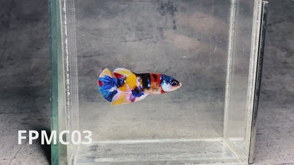 Multicolor Female Betta Fish | You Pick Fish  | High Grade