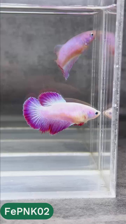 Pink Halfmoon Female Betta Fish | You Pick Fish | Rare Color