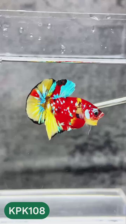 Multicolor Yellow Base Plakat Male Betta Fish | Order Directly From Farm |  You Pick Fish