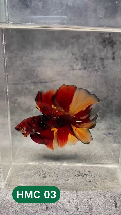 Multicolor Halfmoon Male Betta Fish | High Grade | Order Directly From Farm |  You Pick Fish |