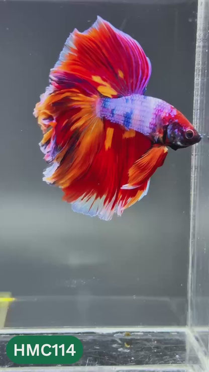 Multicolor Halfmoon Male Betta Fish | Order Directly From Farm | You Pick Fish