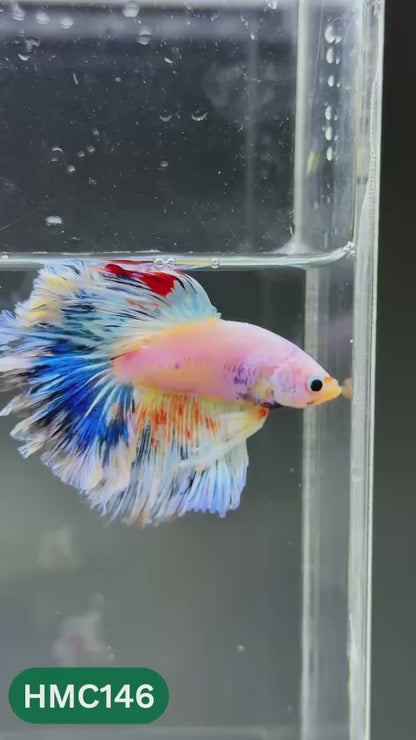 Multicolor Halfmoon Male Betta Fish | Order Directly From Farm | You Pick Fish
