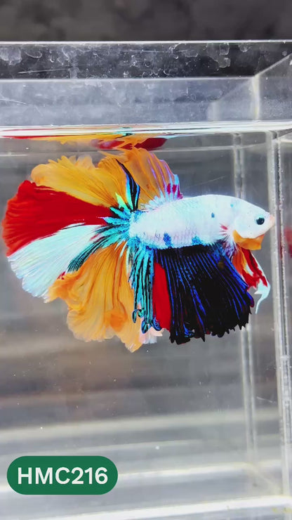 Multicolor Halfmoon Male Betta Fish | Order Directly From Farm | You Pick Fish
