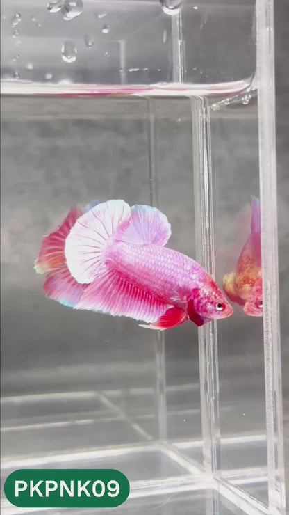 Pink Plakat Male Betta Fish | You Pick Fish | Rare Color