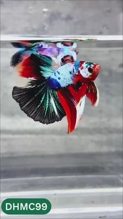 Multicolor Halfmoon Male Betta Fish | Order Directly From Farm | You Pick Fish