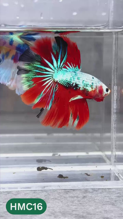 Multicolor Halfmoon Male Betta Fish | High Grade | Order Directly From Farm |  You Pick Fish |