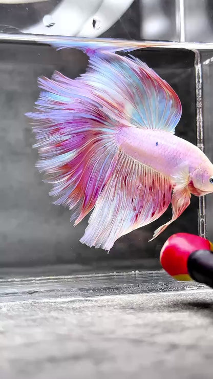 Pink Halfmoon Male Betta Fish | You Pick Fish | Order Directly From Farm