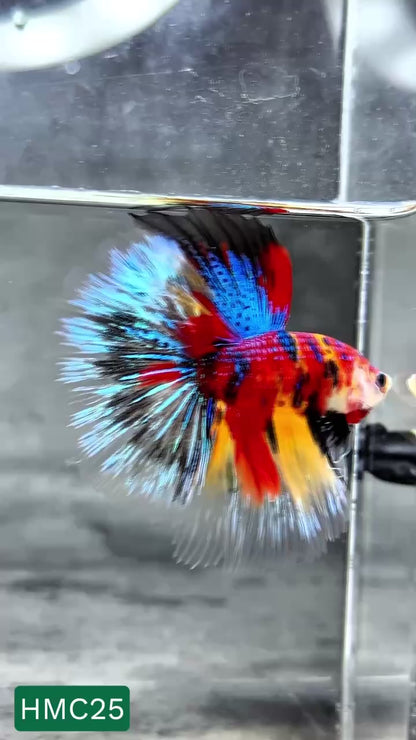 Multicolor Halfmoon Male Betta Fish | High Grade | Order Directly From Farm |  You Pick Fish |