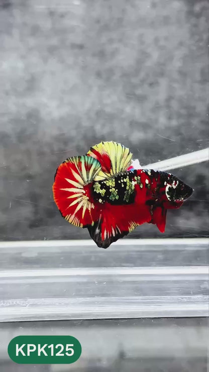 Multicolor Yellow Base Plakat Male Betta Fish | Order Directly From Farm |  You Pick Fish