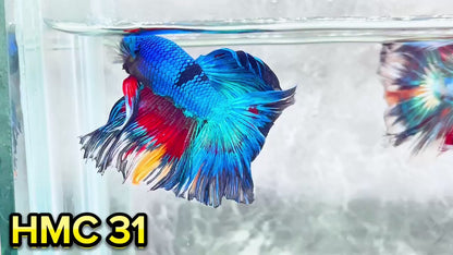 Multicolor Halfmoon Male Betta Fish | High Grade | Order Directly From Farm|  You Pick Fish |