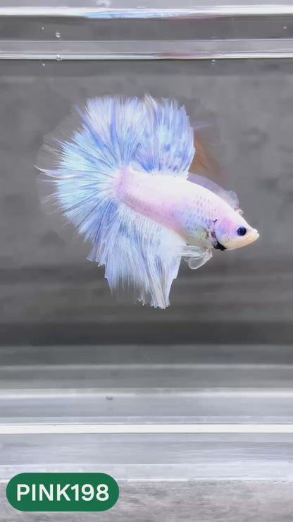 Pink Halfmoon Male Betta Fish | You Pick Fish | Order Directly From Farm