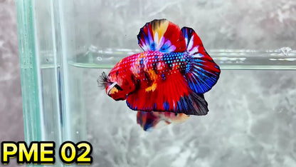 Metallic Plakat Betta Fish | You Pick Betta | Show Grade