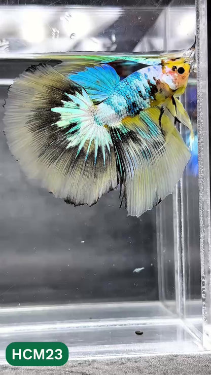 Multicolor Halfmoon Male Betta Fish | High Grade | Order Directly From Farm |  You Pick Fish |