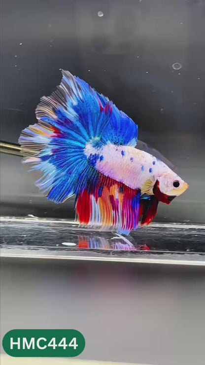Nemo Halfmoon Male Betta Fish | Order Directly From Farm | You Pick Fish