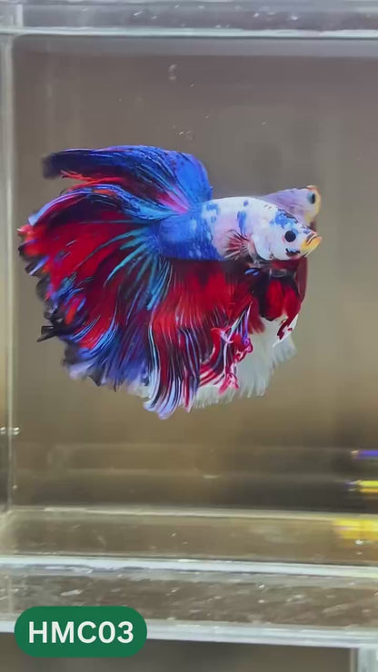 Multicolor Halfmoon Male Betta Fish | High Grade | Order Directly From Farm |  You Pick Fish |