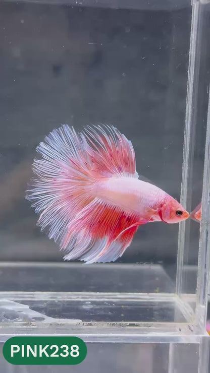 Pink Halfmoon Male Betta Fish | You Pick Fish | Order Directly From Farm