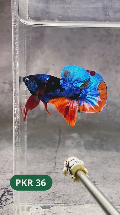 Multicolor Yellow Base Plakat Male Betta Fish | Order Directly From Farm |  You Pick Fish