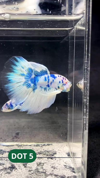 Blue Marble Dot Halfmoon Male Betta Fish | Order Directly From Farm | You Pick Fish