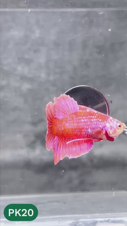 Pink Plakat Male Betta Fish | You Pick Fish | Rare Color