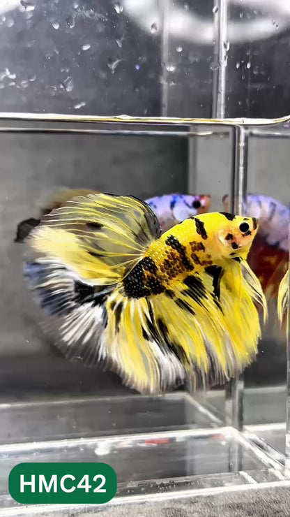 Multicolor Halfmoon Male Betta Fish | Order Directly From Farm | You Pick Fish