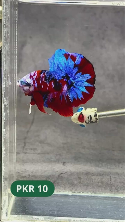 Multicolor Yellow Base Plakat Male Betta Fish | Order Directly From Farm |  You Pick Fish