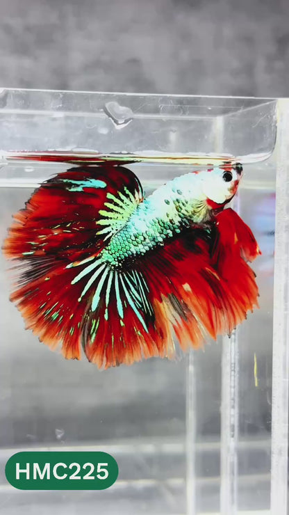 Multicolor Halfmoon Male Betta Fish | Order Directly From Farm | You Pick Fish