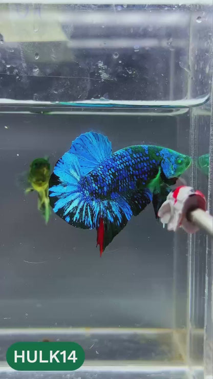 Galaxy Hulk Plakat Male Betta Fish | Exotic Grade | You Pick