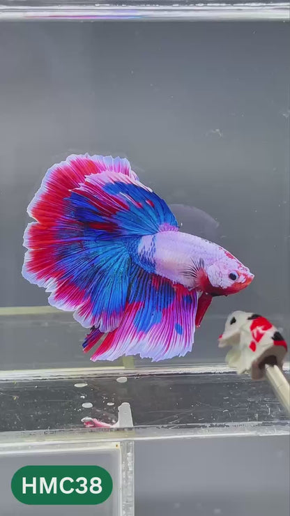 Multicolor Halfmoon Male Betta Fish | High Grade | Order Directly From Farm |  You Pick Fish |