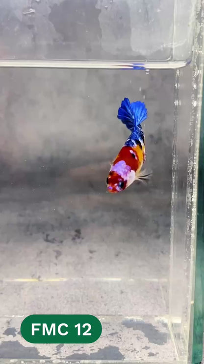 Multicolor Female Betta Fish | You Pick Fish | High Grade