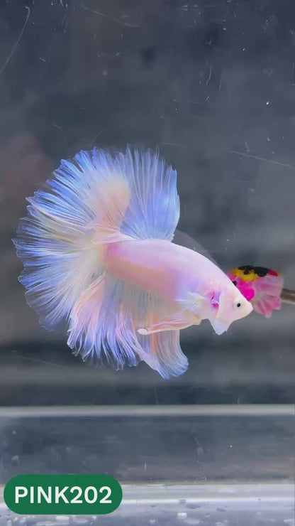 Pink Halfmoon Male Betta Fish | You Pick Fish | Order Directly From Farm
