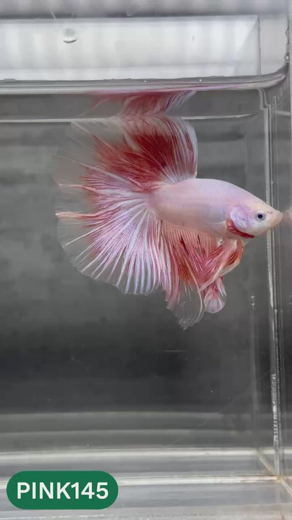 Pink Halfmoon Male Betta Fish | You Pick Fish | Order Directly From Farm