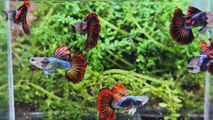 Dark Red Dragon Guppy