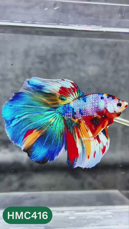 Multicolor Halfmoon Male Betta Fish | High Grade | Order Directly From Farm |  You Pick Fish |