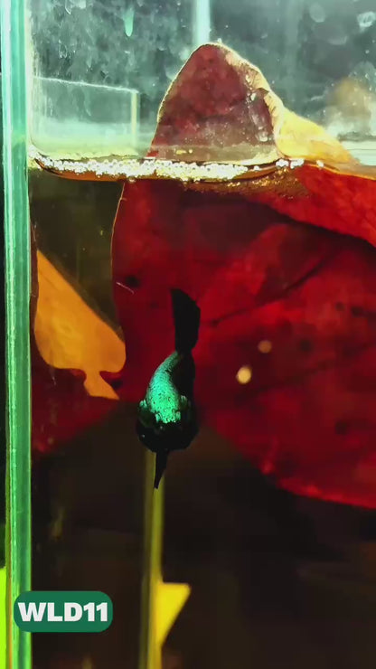 Wild Alien Male Betta Fish | You Pick Fish