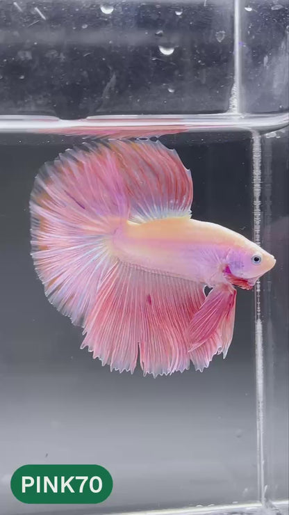 Pink Halfmoon Male Betta Fish | You Pick Fish | Order Directly From Farm