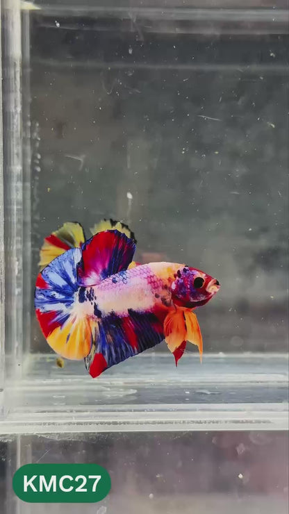 Multicolor Yellow Base Plakat Male Betta Fish | Order Directly From Farm |  You Pick Fish