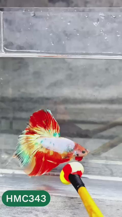 Multicolor Halfmoon Male Betta Fish | High Grade | Order Directly From Farm |  You Pick Fish |