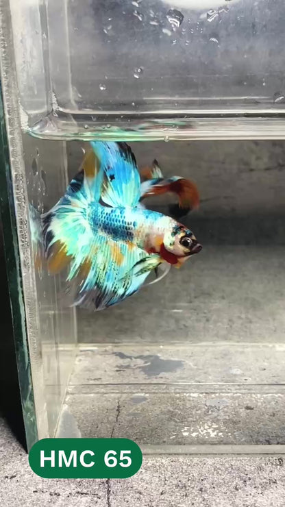 Multicolor Halfmoon Male Betta Fish | High Grade | Order Directly From Farm |  You Pick Fish |