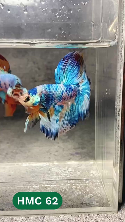 Multicolor Halfmoon Male Betta Fish | High Grade | Order Directly From Farm |  You Pick Fish |