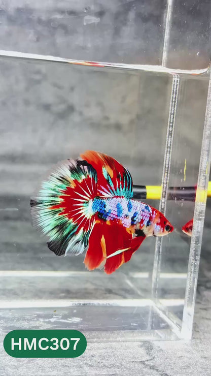 Multicolor Halfmoon Male Betta Fish | High Grade | Order Directly From Farm |  You Pick Fish |