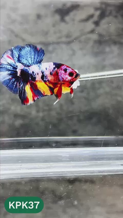 Multicolor Plakat Male Betta Fish |Show Grade|  You Pick Fish